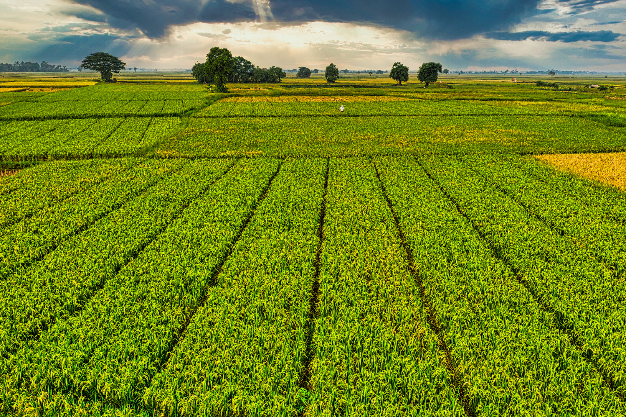 ag field 